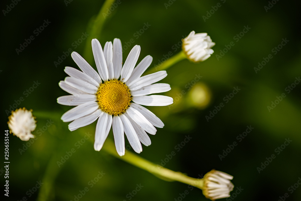 Fototapeta premium Daisy white flower