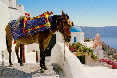 A donkey taxi through the streets of Ios on the island of Santorini, Greece. photo