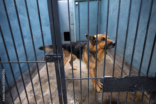 At the Canine centre. Old retired police dog (German shepherd) sitting in the aviary © Yurii Zushchyk
