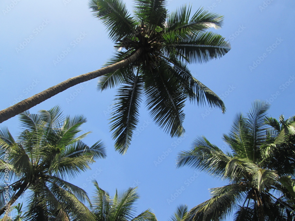 palm tree with blue sky in background palm tree with blue sky in background