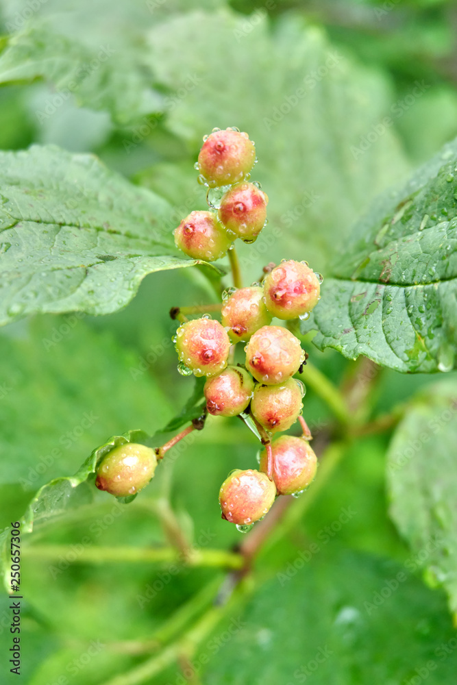 Unripe berries