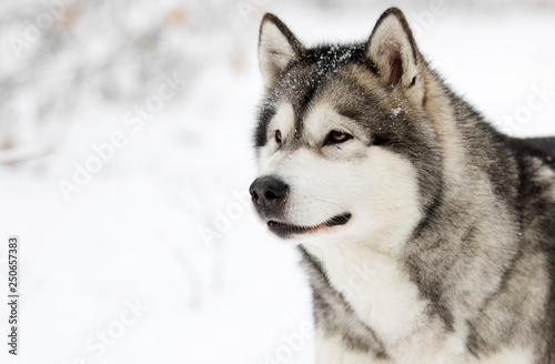 Alaskan Malamute dog on a winter walk in the snow © Happy monkey