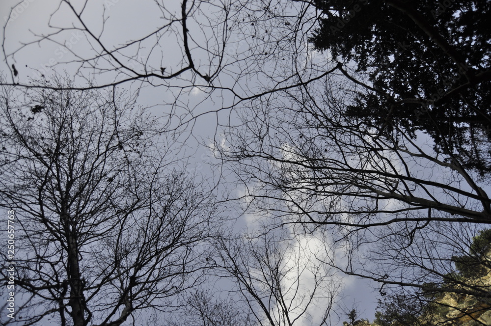 tree, sky, winter, trees, nature, forest, snow, landscape, cold, blue, season, autumn, white, branch, wood, frost, ice, outdoor, branches, clouds, spring, woods, view, park, birch