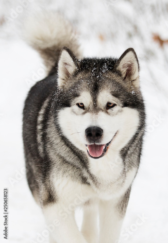 Alaskan Malamute dog on a winter walk in the snow © Happy monkey