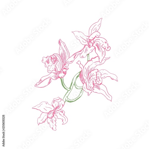 Beautiful vector floral illustration. Green orchid branch with pink flowers in ink, hand drawn