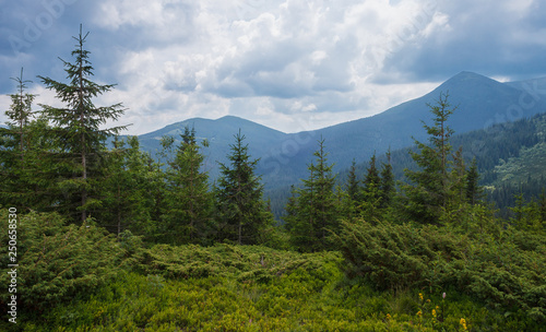 Mountain landscape. Mountain coniferous forest against the background of blue mountains and beautiful clouds