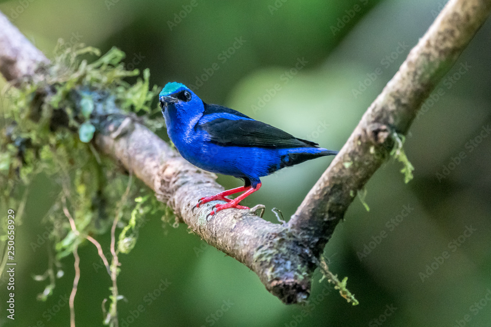 Shining Honeycreeper, Cyanerpes lucidus, exotic tropical blue bird with yellow legs from Costa Rica. Blue songbird in the nature habitat. Tanager from South America