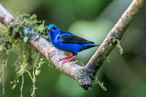 Shining Honeycreeper, Cyanerpes lucidus, exotic tropical blue bird with yellow legs from Costa Rica. Blue songbird in the nature habitat. Tanager from South America