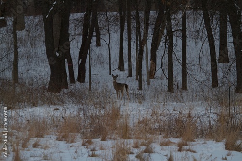 Deer in forest