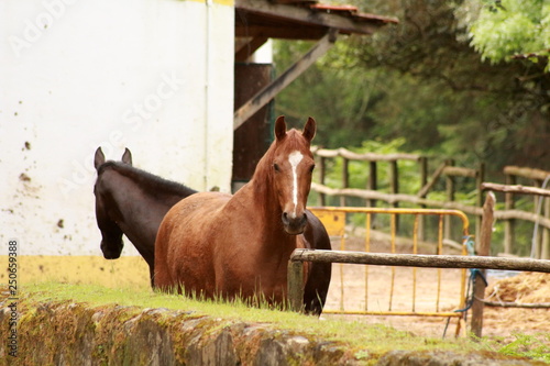 Cavalos, Europa, Portugal