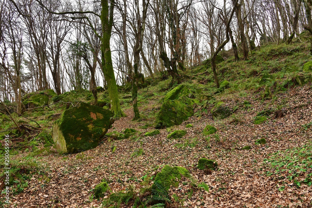 Huge moss-covered boulders in the spring forest. The path between the stones. Huge moss-covered boulders in the spring forest. The path between the stones.
