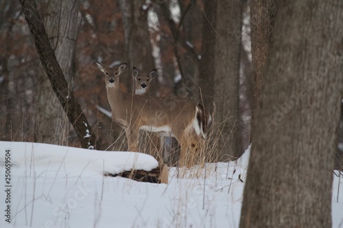 Two Deer in Forest
