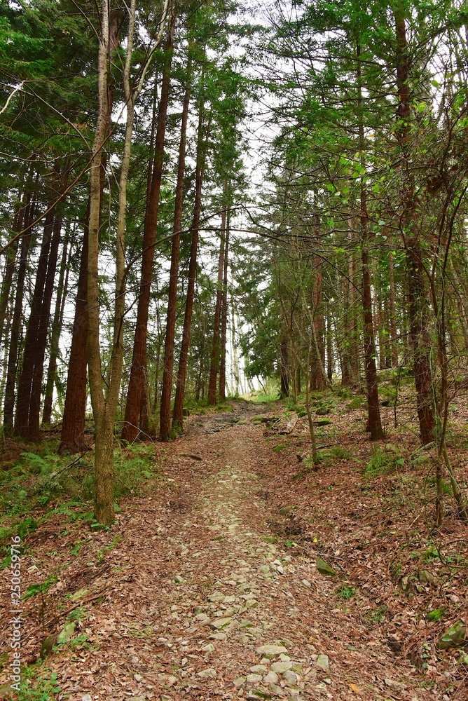 Fototapeta premium Rural road between forest trees. High pines.