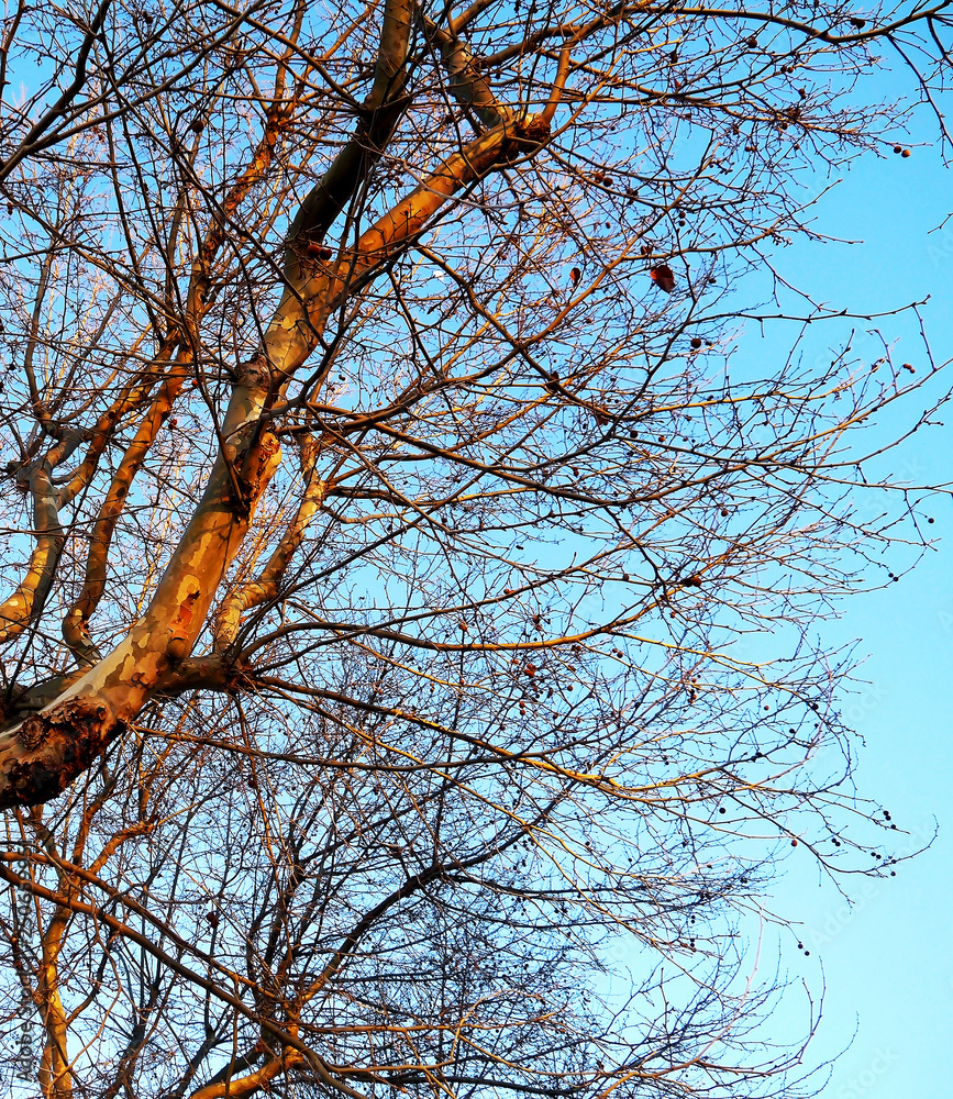 Obraz premium Trees in autumn in the forest park garden