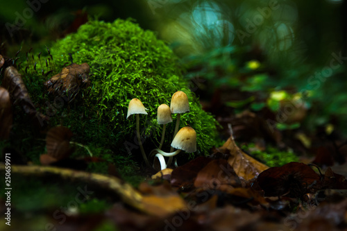 Pilze allein im Wald
