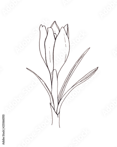 Simple line art ink hand drawn illustration with silhouette crocus flower isolated on white background