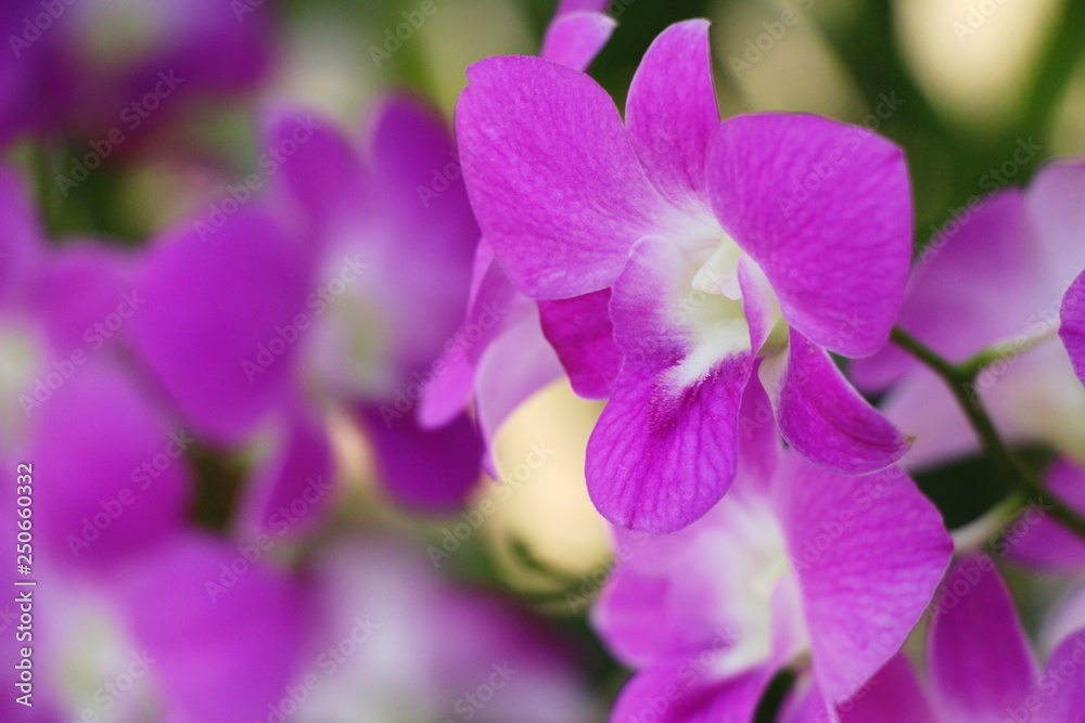 Orchid flower is beautiful in the garden Orchid flower is beautiful in the garden