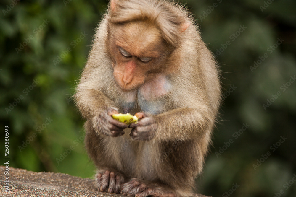 Fototapeta premium Monkey