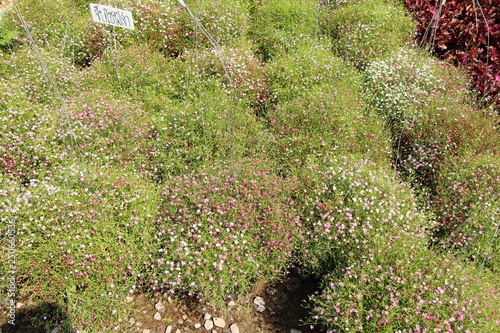 Pink gypsophila flower beautiful in the garden.