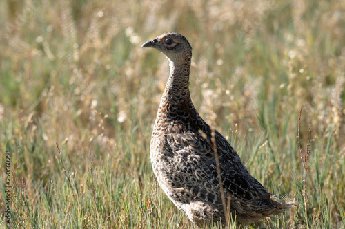 Female Ring-necked Pheasant Bear River Wildlife Refuge Utah 