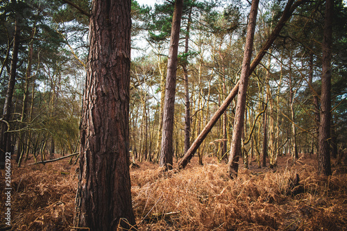 Fototapeta Naklejka Na Ścianę i Meble -  Captains wood, Woodbridge, Suffolk, England, UK
