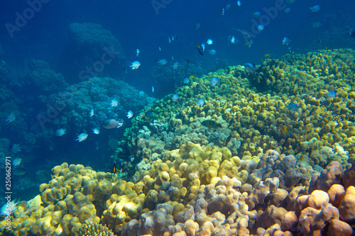 coral reef in the Red Sea © fox17