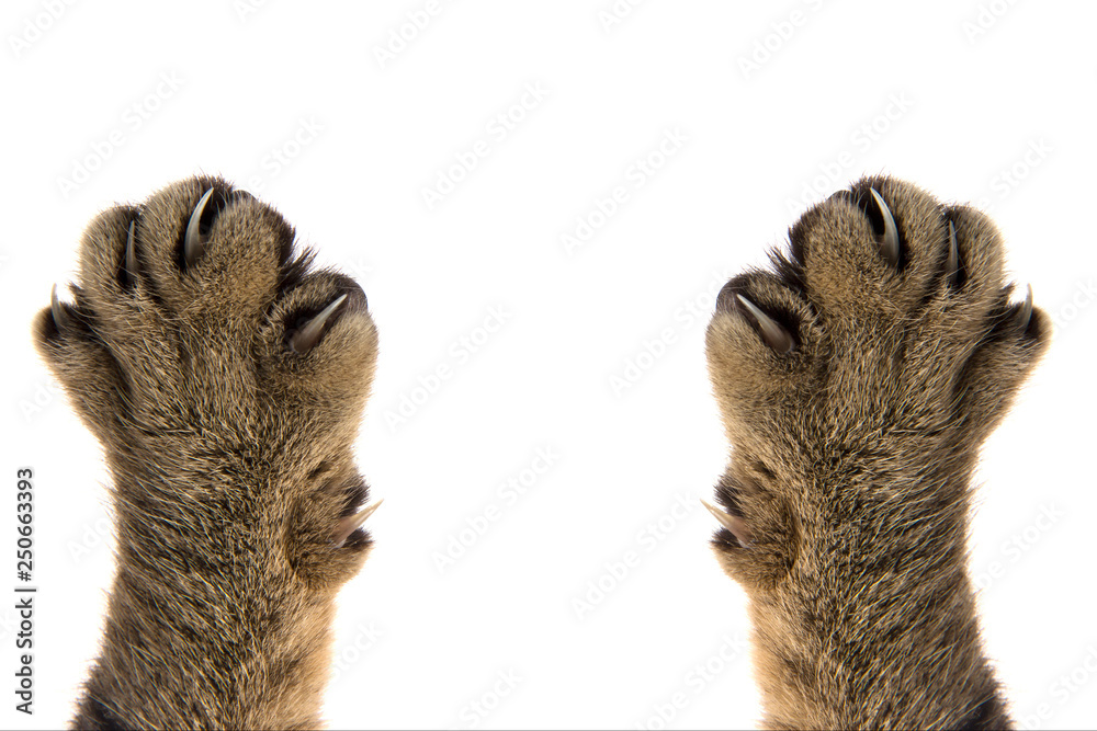 cat paws with claws on white background Stock Photo