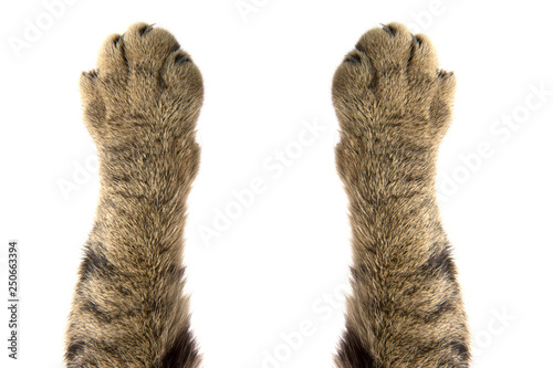 cat paws on white background photo