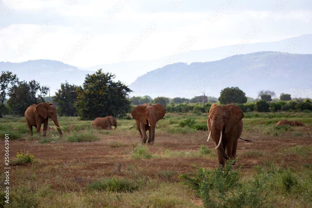 A lot of elephants are walking in the grassland of Kenya A lot of elephants are walking in the grassland of Kenya