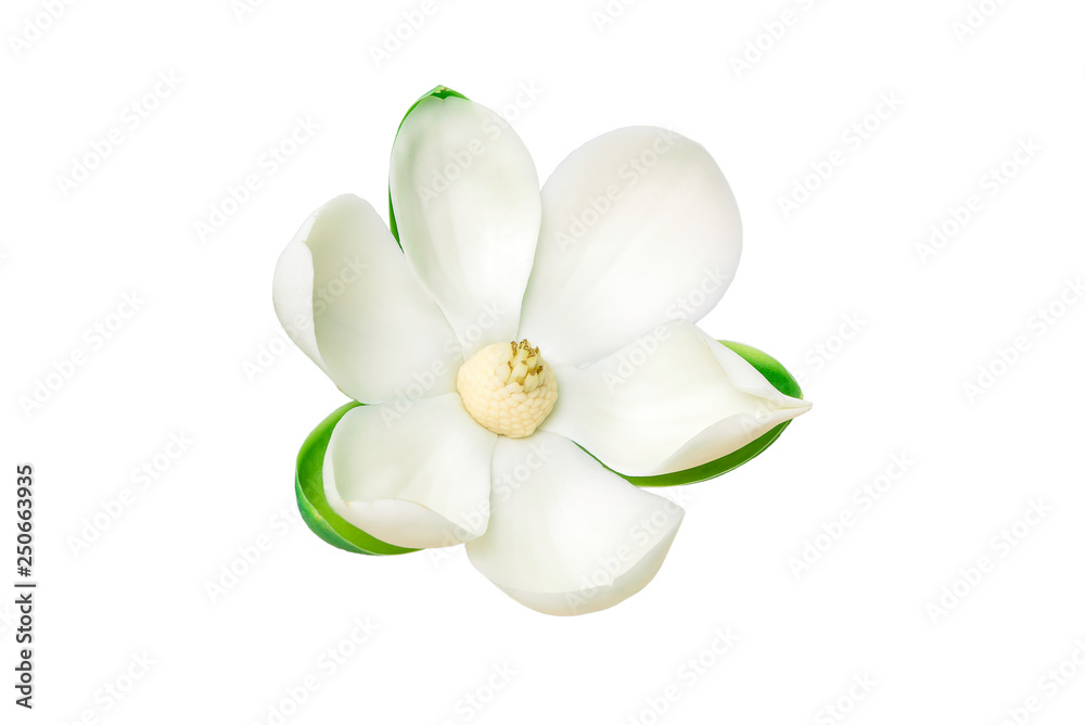 Close up White magnolia flower on isolated white background.