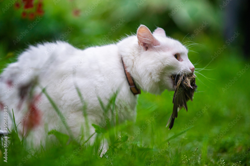 White cat caught a bird White cat caught a bird