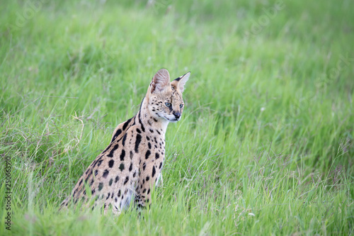 Serval cat in the grassland of the savannah in Kenya