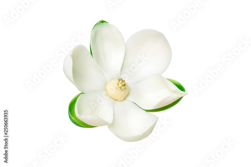 Close up White magnolia flower on isolated white background.