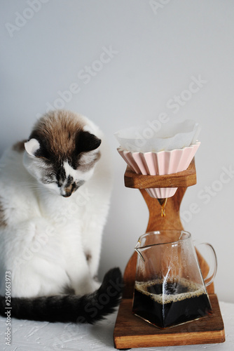 Wooden coffee drip station and white fluffy blue-eyed cat on white background. Pink ceramic dripper with paper filter photo