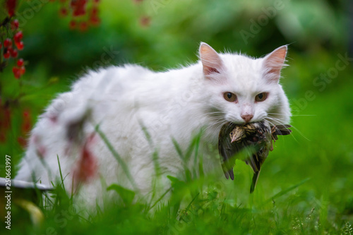 White cat caught a bird