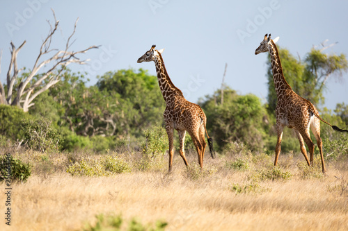 A giraffe is standing between the bush and trees