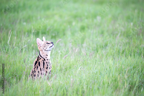 Foto Serval cat in the grassland of the savannah in Kenya