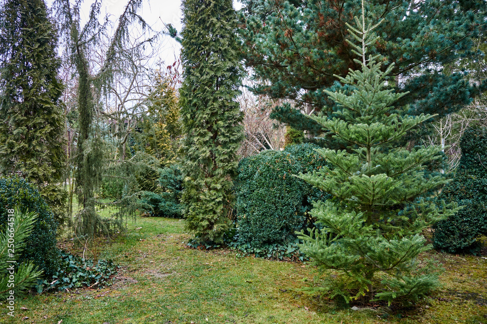 Beautiful landscaped garden with evergreens. An example of the use of western thuja, Japanese glauka pine, Korean fir, juniper Horstman and boxwood boxwood. Selective focus.