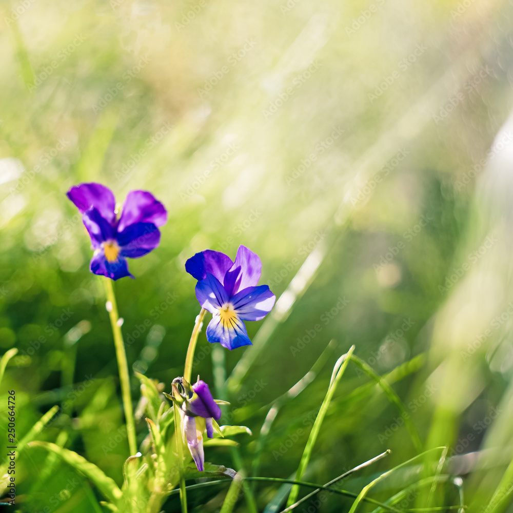 Blurry beautiful background by blue pansies flower in the garden on morning