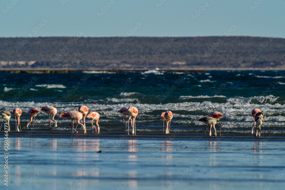 Naklejka premium Flamingos feeding at low tide,Peninsula Valdes,Patagonia, Argentina