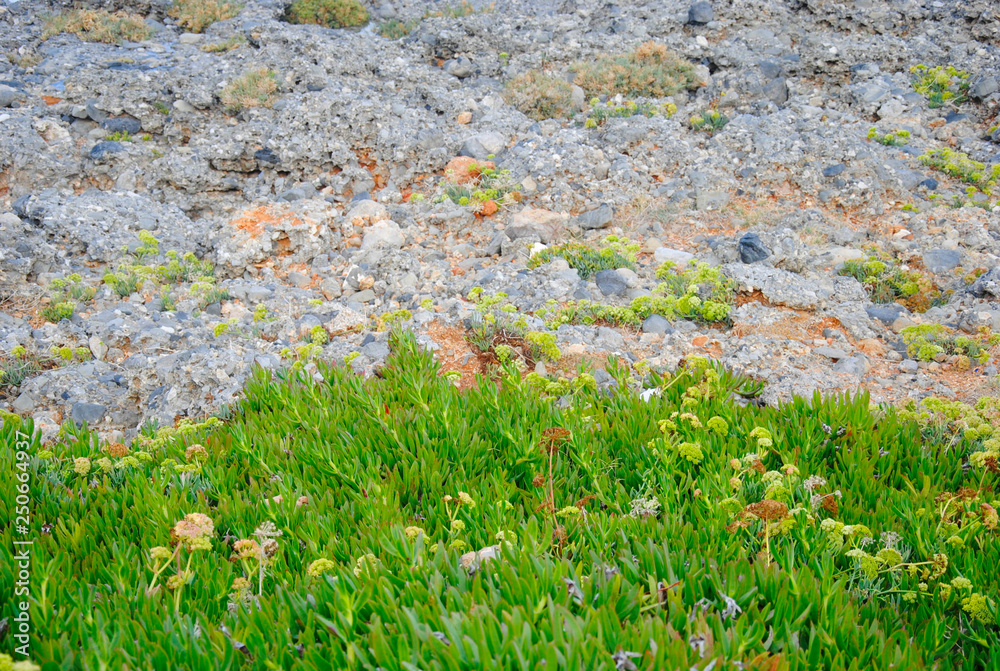 Obraz premium a piece of green vegetation on the rocky underground near Sisi on Crete in Greece