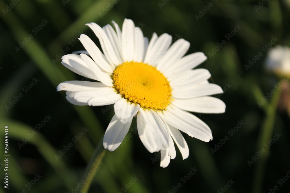 Fototapeta premium daisy in the grass