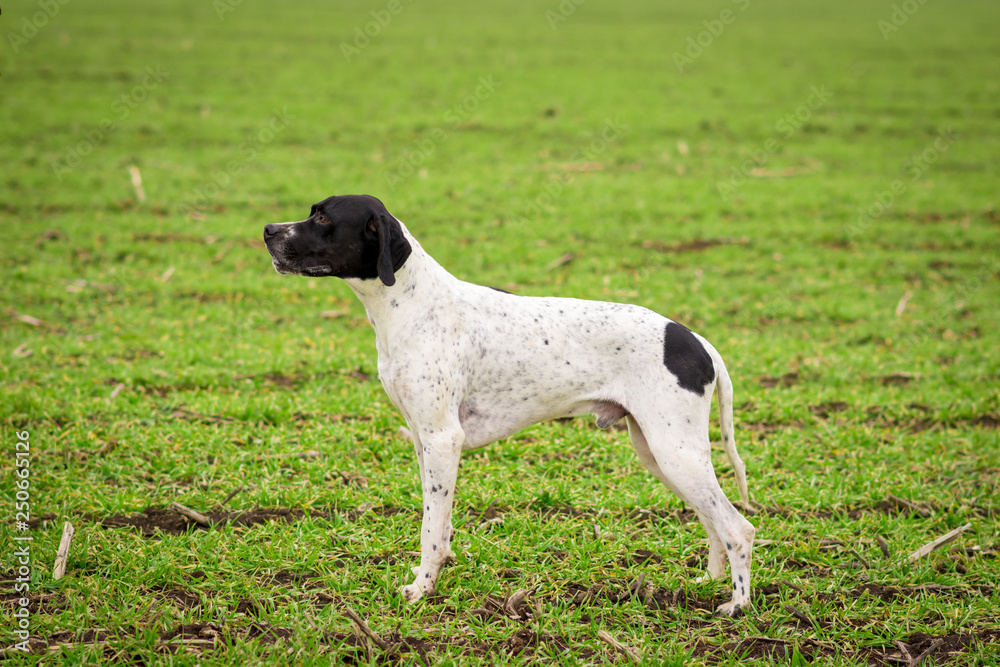 Dog, a breed of Overno Bracque, in a standing position, side view. Field.