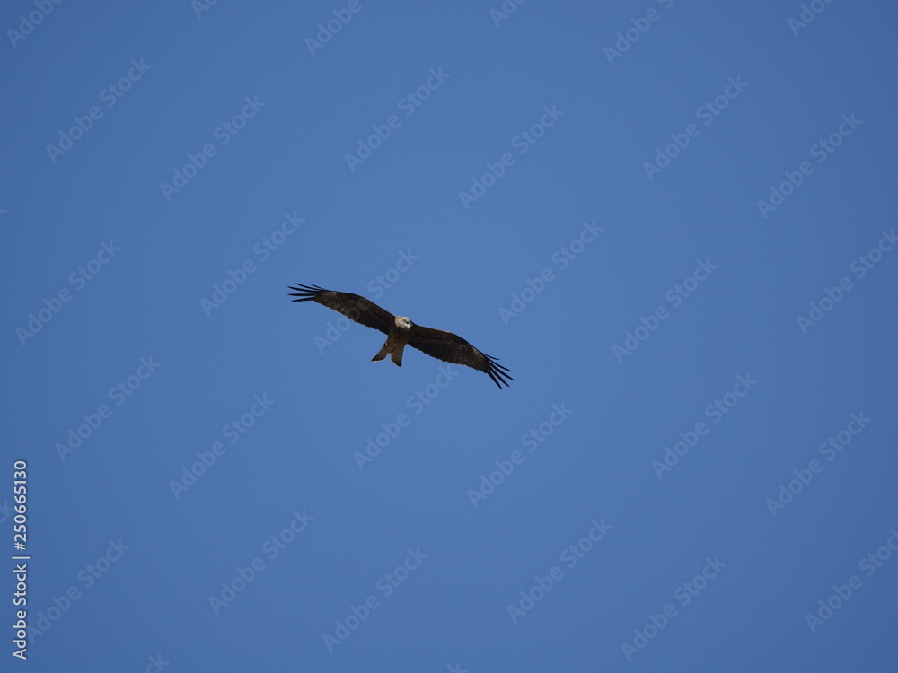 Golden Eagles on the pole in Karakol, Kyrgyzstan. Golden Eagles on the pole in Karakol, Kyrgyzstan.