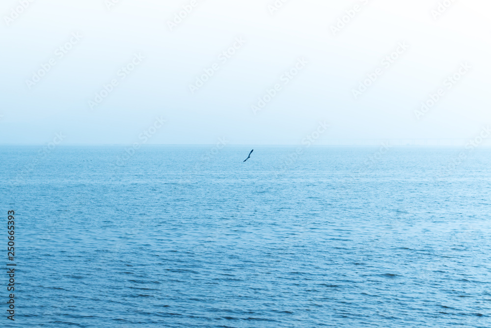 bird on the sea