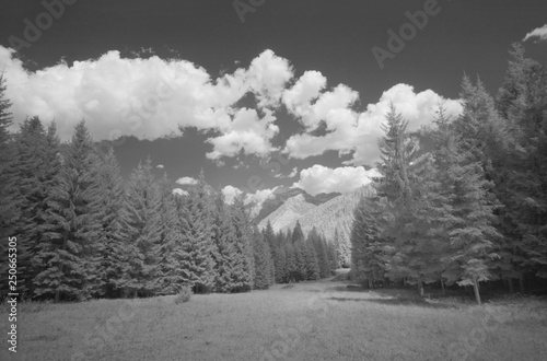 Infrared view of pine trees forest