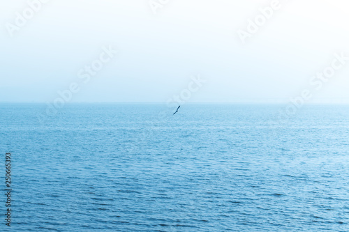 bird on the sea