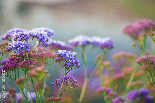 Perez sea lavender background. photo