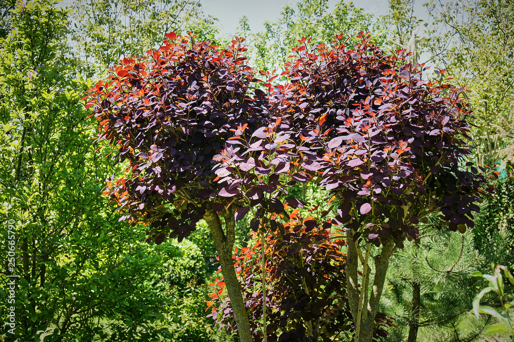 Cotinus coggygria Royal Purple on a blurred background of greenery of a ...