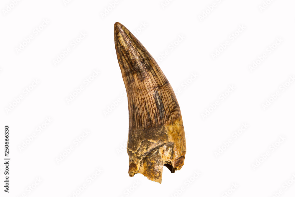Fototapeta premium Dente fossile di Gavialosuchus